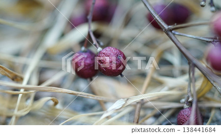 fruits of Zanthoxylum piperitum fruits of Zanthoxylum piperitum 138441684