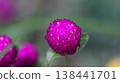 macro photography of purple Gomphrena globosa flowers 138441701