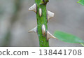 thorns on rose stem 138441708