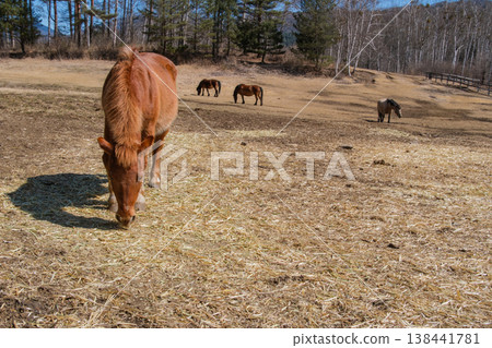 Ranch grazing Ranch grazing 138441781