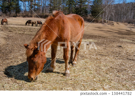 Kiso horse grazing Kiso horse grazing 138441782