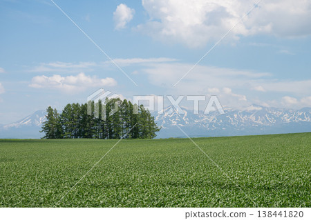 Green wheat field and larch forest Tokachidake mountain range 138441820
