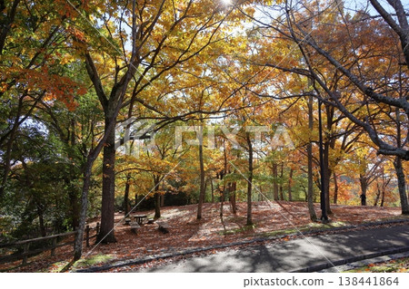 Autumn park: Refreshing yellow leaves of the sawtooth oak trees. Autumn park: Refreshing yellow leaves of the sawtooth oak trees. 138441864
