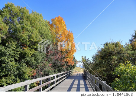 秋日的公園，落葉樹的葉子泛黃，令人神清氣爽。 138441868