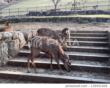 Wild deer that inhabit Nara 138441926