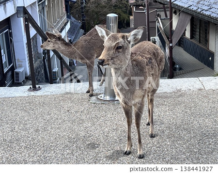 Wild deer that inhabit Nara 138441927