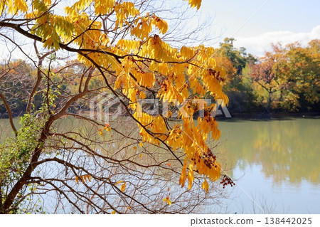 Beautiful yellow leaves of the soapberry tree. 138442025