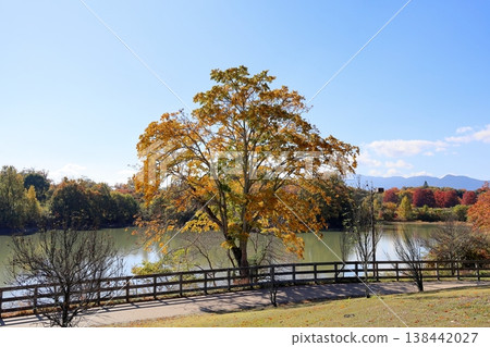 秋天的公園,景色優美,皂莢樹葉開始泛黃。 秋天的公園,景色優美,皂莢樹葉開始泛黃。 138442027