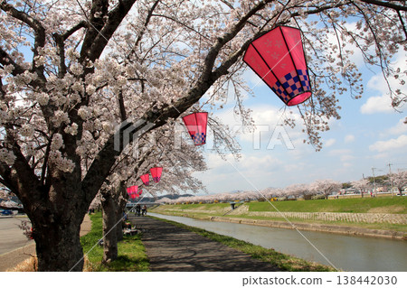 Cherry blossoms along the Mukogawa Cherry Blossom Embankment in Sanda City Cherry blossoms along the Mukogawa Cherry Blossom Embankment in Sanda City 138442030