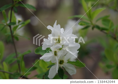 白花 白花 138442044