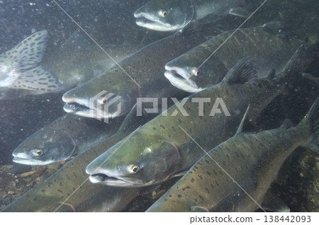 粉紅鮭魚雌性(北海道知床) 粉紅鮭魚雌性(北海道知床) 138442093