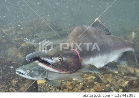 Male Pink Salmon (Shiretoko, Hokkaido) 138442095
