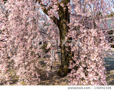 Cherry blossoms in full bloom Cherry blossoms in full bloom 138442106
