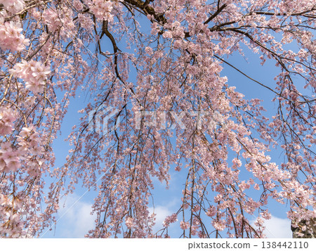 Cherry blossoms in full bloom 138442110