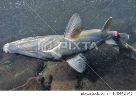 雄鮭魚的腹部(北海道知床) 雄鮭魚的腹部(北海道知床) 138442145