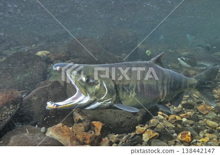 一條雄性鮭魚張開嘴（北海道知床） 138442147