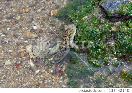 南方彈塗魚（沖繩縣石垣島） 138442148