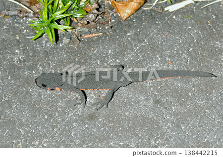 Japanese fire-bellied newt (Matsumoto City, Nagano Prefecture) 138442215