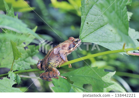 Japanese brown frog in summer (Tsurui Village, Hokkaido) 138442221