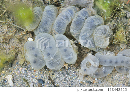 Ezo salamander egg mass (Shikaoi Town, Hokkaido) 138442223