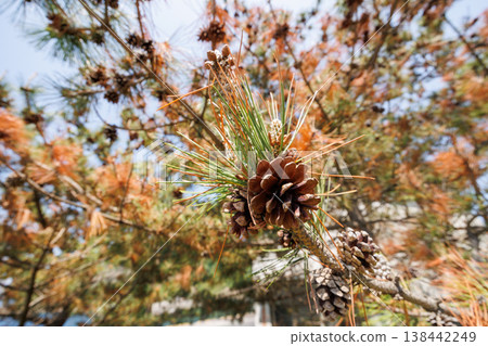 松果在落下前（秋天） 138442249