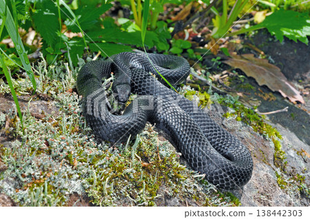 熏黑的Shima Snake(北海道知床) 熏黑的Shima Snake(北海道知床) 138442303