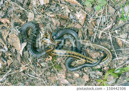 Two striped snakes mating (Shiretoko, Hokkaido) Two striped snakes mating (Shiretoko, Hokkaido) 138442306