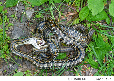 Cannibalistic striped snakes (Shiretoko, Hokkaido) Cannibalistic striped snakes (Shiretoko, Hokkaido) 138442307