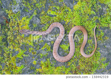 Young striped snake (Shiretoko, Hokkaido) 138442319