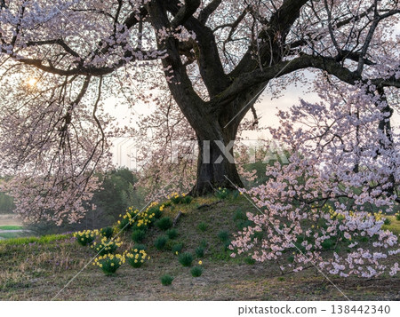 A landscape with a single cherry tree in full bloom. A landscape with a single cherry tree in full bloom. 138442340