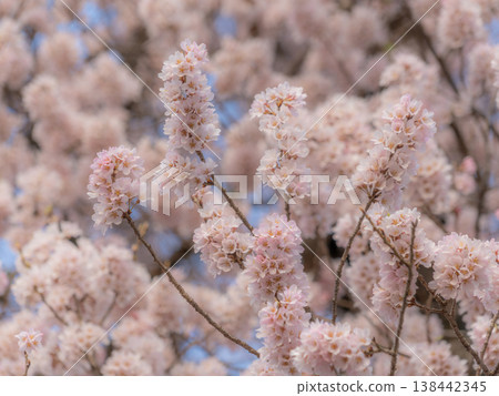 櫻花盛開 櫻花盛開 138442345