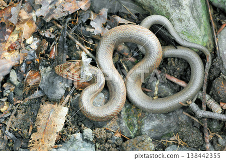 Young striped snake molting (Shiretoko, Hokkaido) Young striped snake molting (Shiretoko, Hokkaido) 138442355