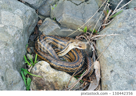 Striped snake resting in a gap between rocks (Shiretoko, Hokkaido) Striped snake resting in a gap between rocks (Shiretoko, Hokkaido) 138442356