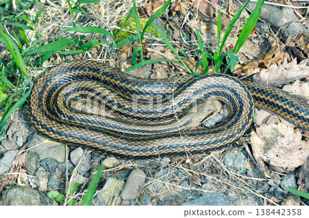 A coiled striped snake (Shiretoko, Hokkaido) A coiled striped snake (Shiretoko, Hokkaido) 138442358