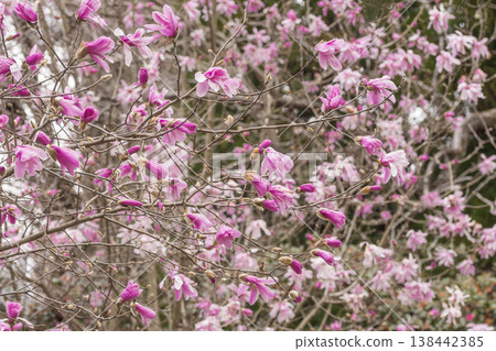 春花:星花玉蘭 春花:星花玉蘭 138442385