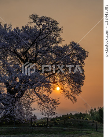 One-tree cherry blossoms on a rice field One-tree cherry blossoms on a rice field 138442395
