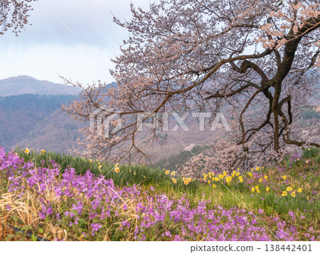 One-tree cherry blossoms on a rice field 138442401
