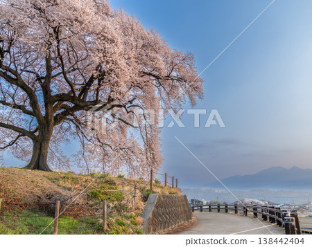 One-tree cherry blossoms on a rice field 138442404