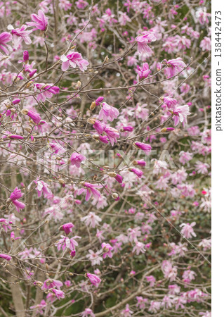 春花：星花玉蘭 138442473