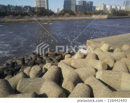 冬天在花見川河口遷徙的黑頭鷗 冬天在花見川河口遷徙的黑頭鷗 138442493