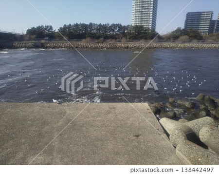 Migratory black-headed gulls in winter at the mouth of the Hanami River 138442497