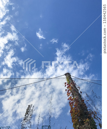 A landscape with a blue sky and clouds, a net fence, and autumn-colored ivy. 138442565