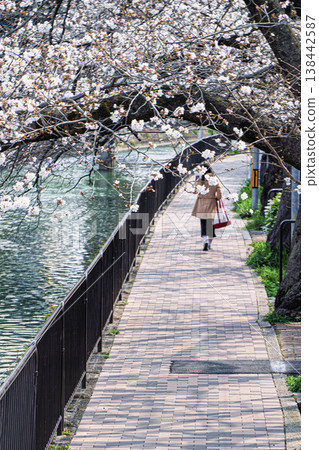 Cherry blossoms along the Fukakusa Canal Cherry blossoms along the Fukakusa Canal 138442587