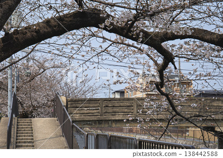 Cherry blossoms along the Fukakusa Canal Cherry blossoms along the Fukakusa Canal 138442588