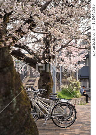 Cherry blossoms along the Fukakusa Canal Cherry blossoms along the Fukakusa Canal 138442589