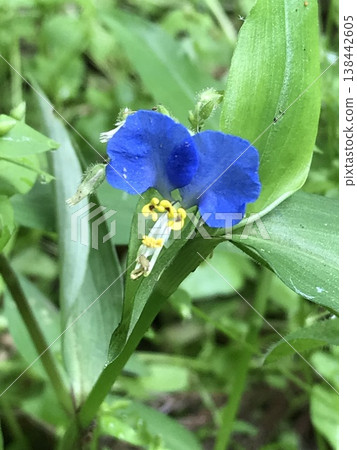Flower of tunita Flower of tunita 138442605