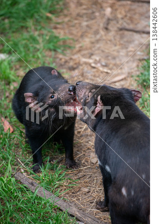 Two Tasmanian Devil while snarl to other in wildlife conservation area in phillip island, Australia. Two Tasmanian Devil while snarl to other in wildlife conservation area in phillip island, Australia. 138442606