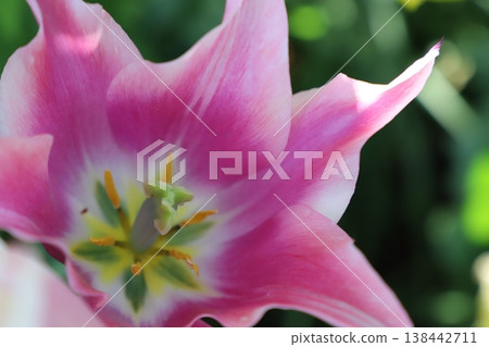 Multicolored tulips Multicolored tulips 138442711