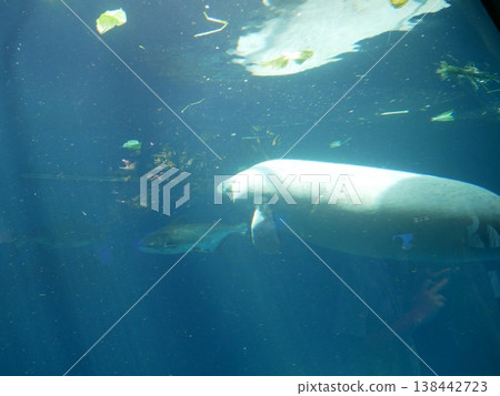 與海牛一起游泳的魚 與海牛一起游泳的魚 138442723