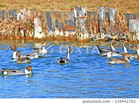 A flock of Northern Pintails relaxing by the water A flock of Northern Pintails relaxing by the water 138442782